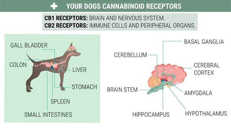 Ely’s CBD Pup Treats