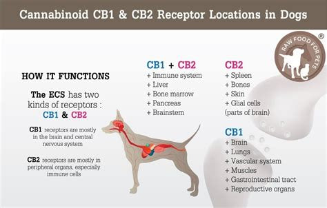 CBD MCT Oil