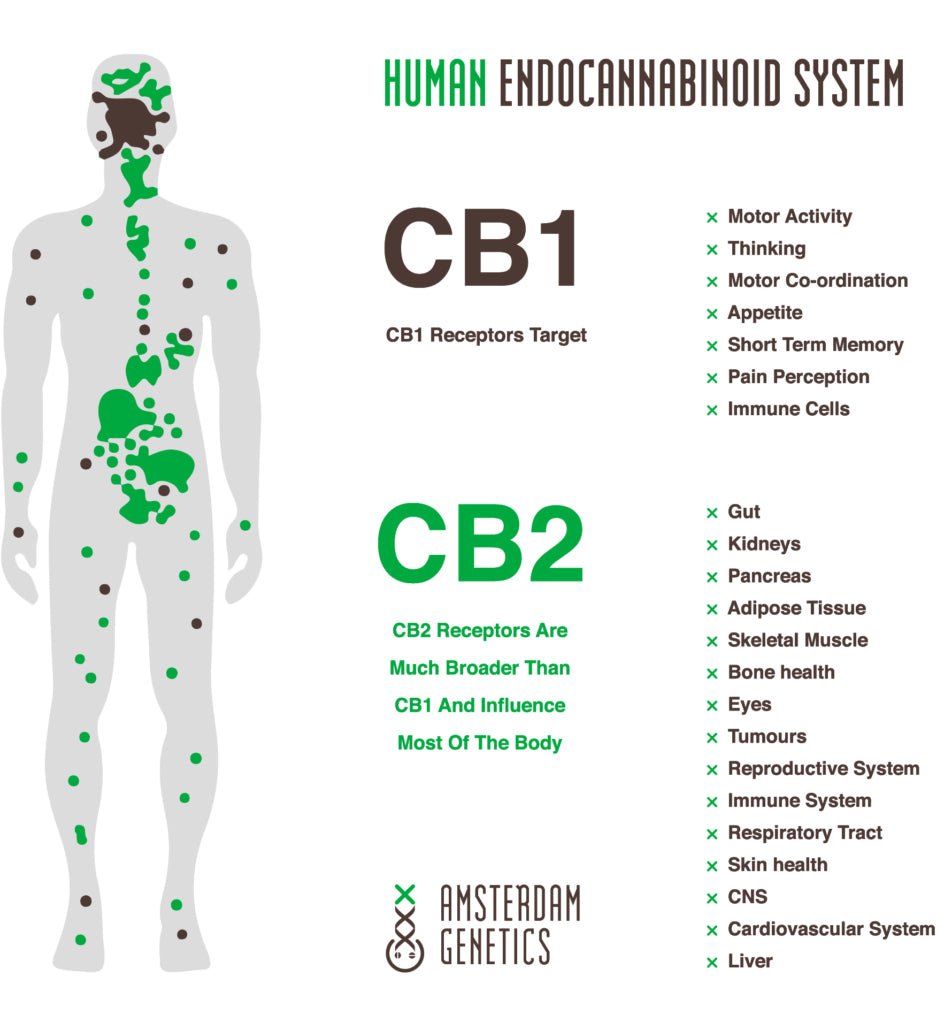 CBD Vegan Gummies