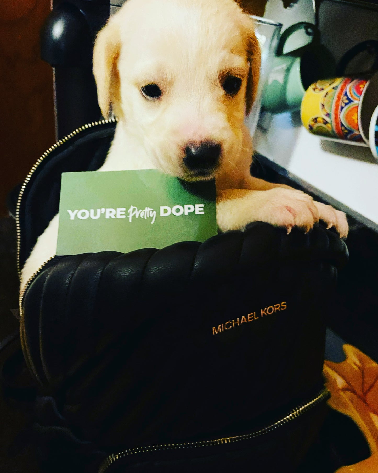 Ely’s CBD Pup Treats